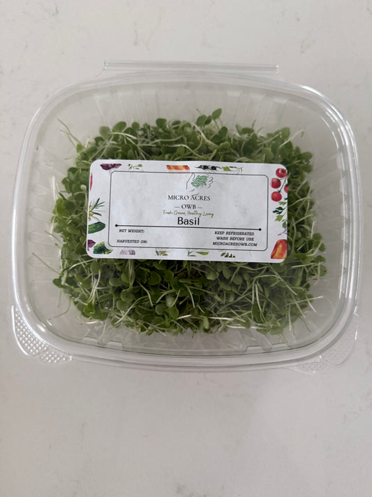 Organic Basil Genovese