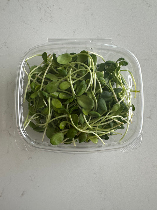 Organic Sunflower Shoots