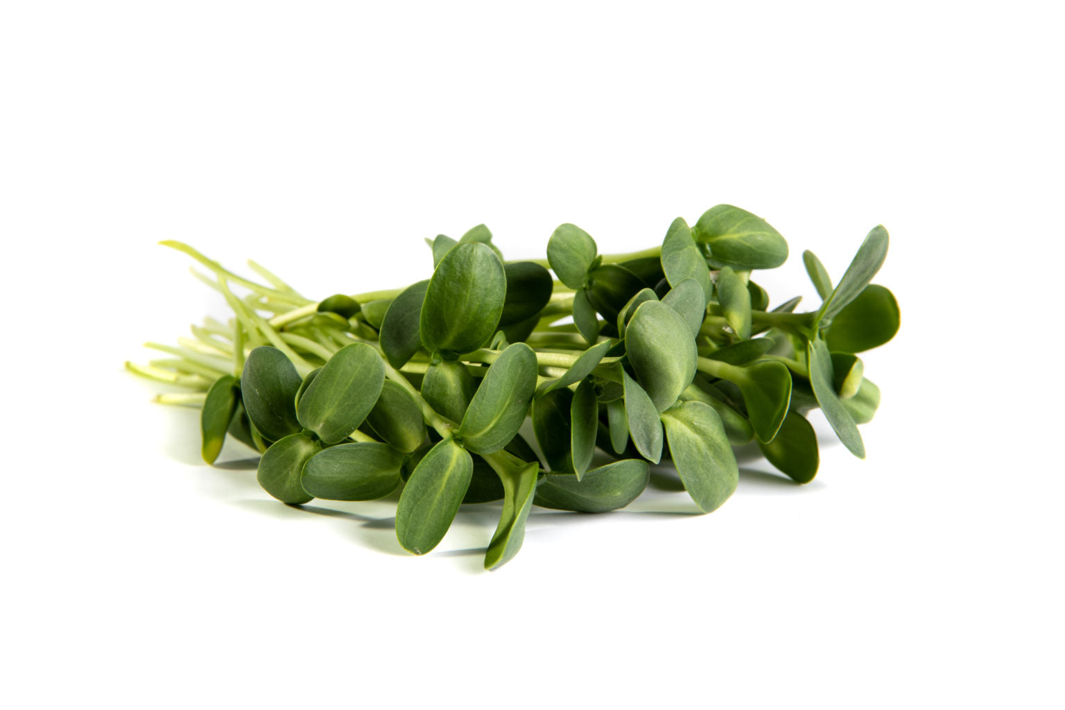 Vibrant sunflower microgreens with radiant green hues and freshness.