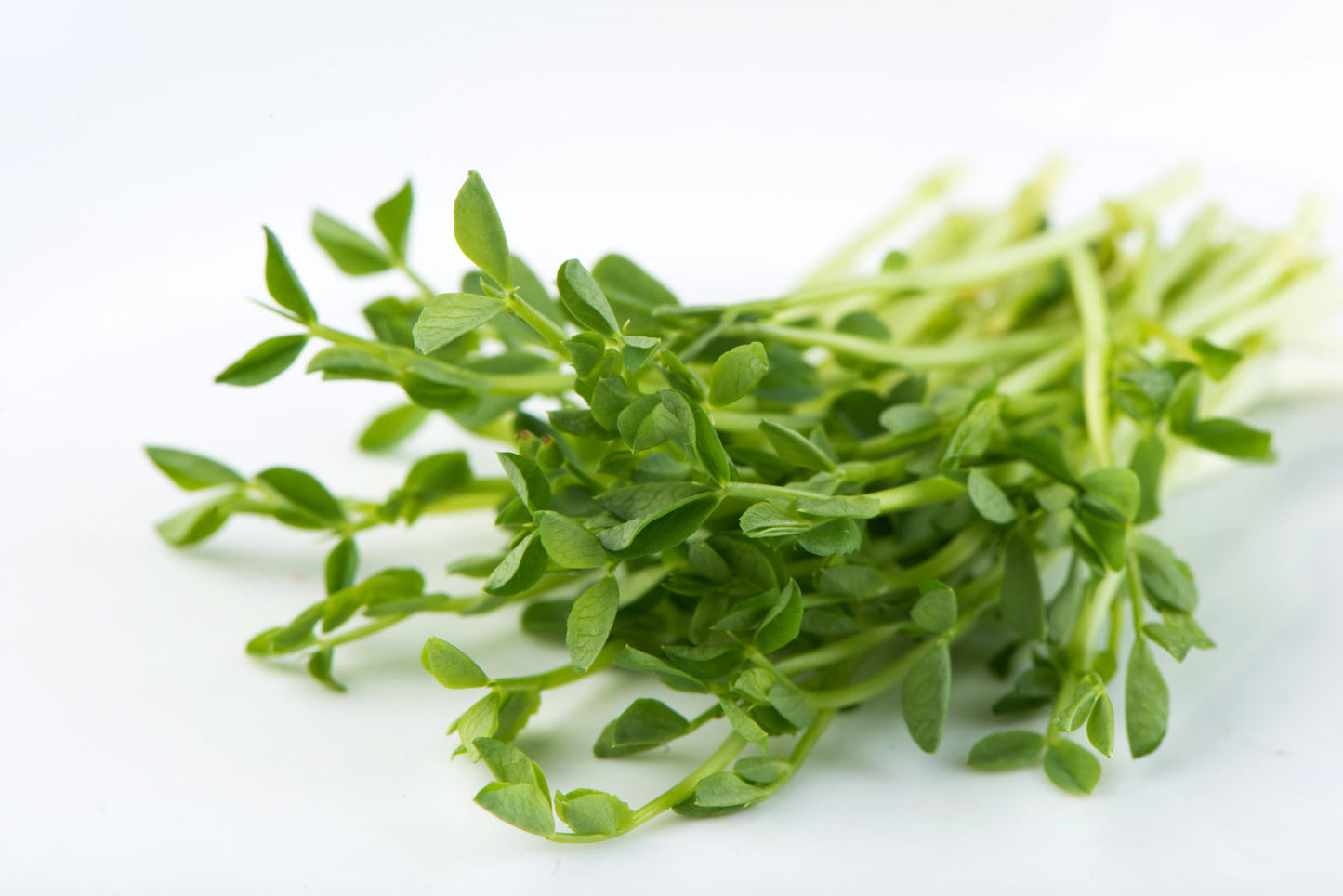 Close-up view of fresh pea shoots with tender stems and bright green leaves.