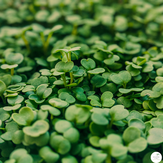 Organic Arugula