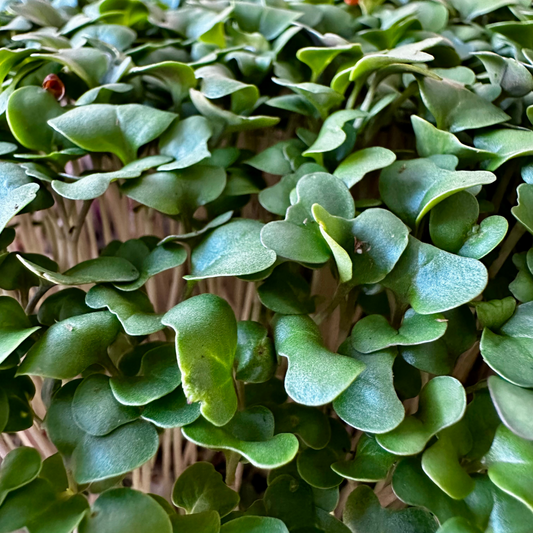 Organic Broccoli