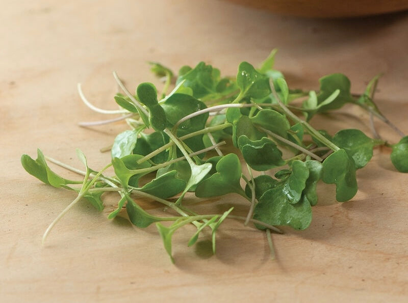 Lush micro broccoli shoots displayed prominently, revealing their rich green hues and delicate texture.