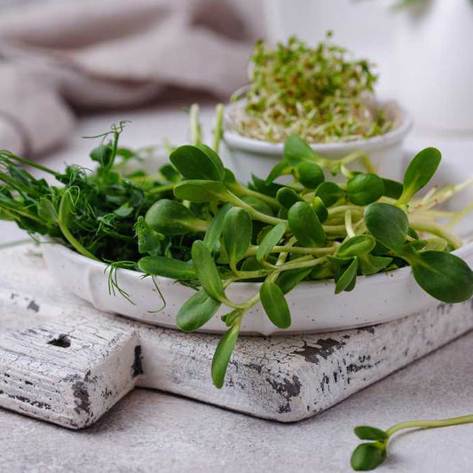 Vibrant display of the Flavorful Foliage Feast, showcasing a mix of diverse microgreens with varied colors and textures.