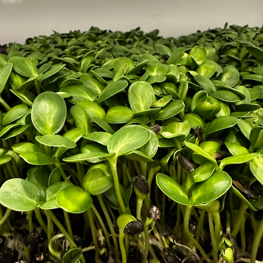 Organic Sunflower Shoots