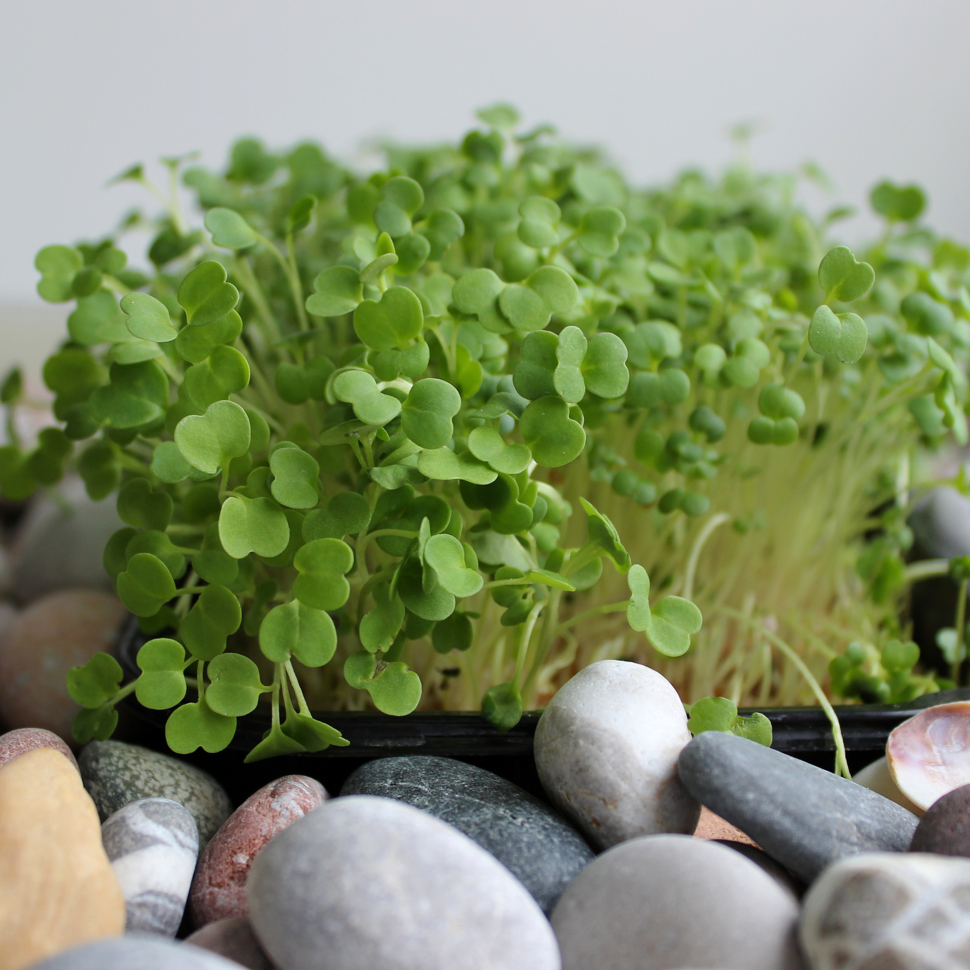 Arugula Microgreens: Organic Green Goodness