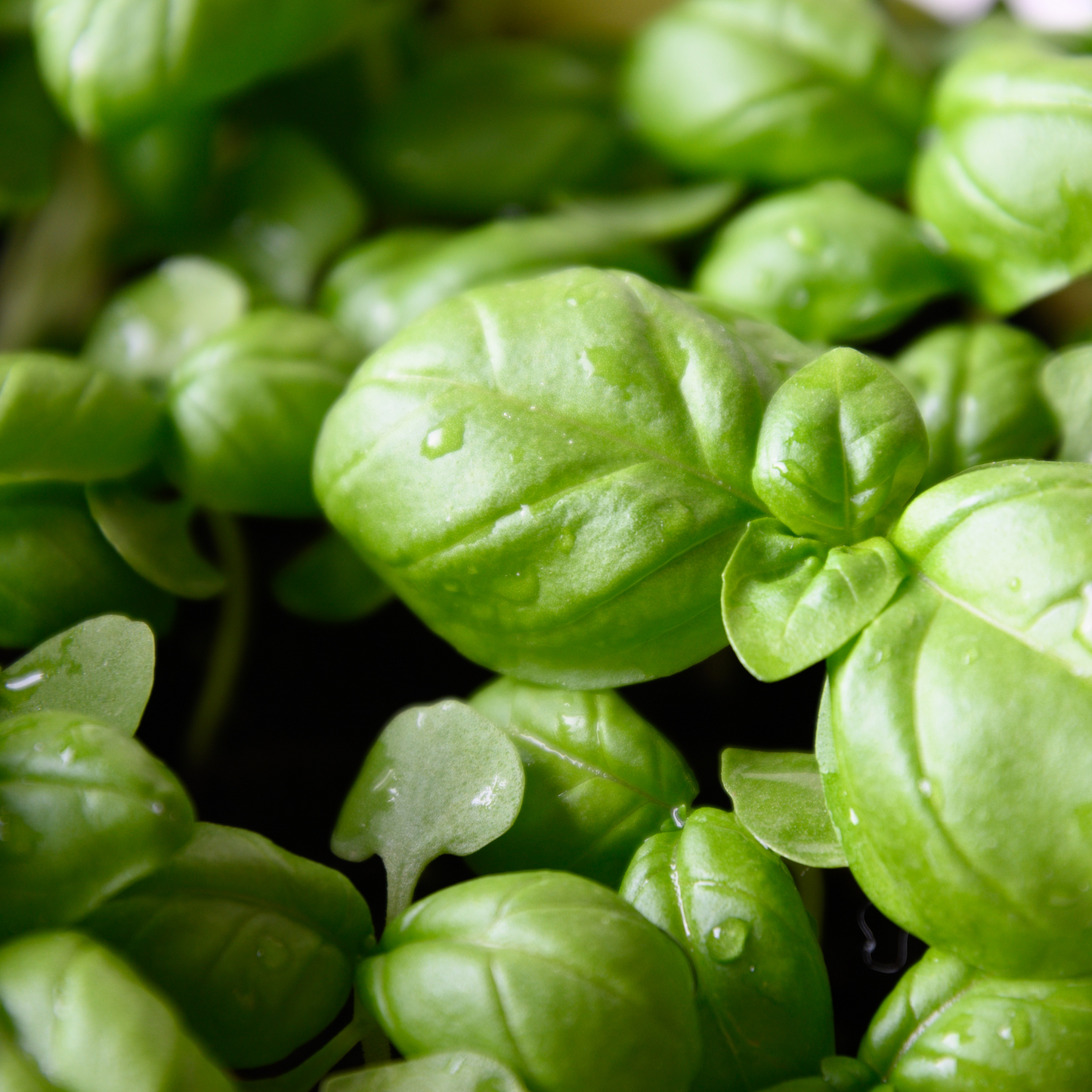 Fresh Organic Basil Genovese Microgreens: A Taste of Italy