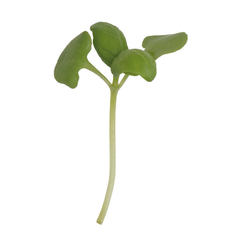 Basil Genovese Microgreens: Culinary Delight in Every Bite