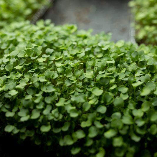 Freshly harvested micro broccoli greens on a white background showcasing vibrant green leaves and tender stems