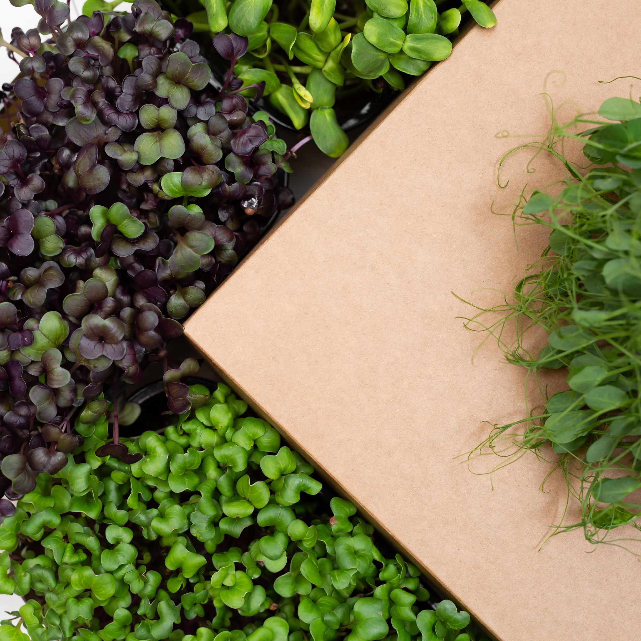 Diverse blend of sunflower, peas, and radish microgreens showcasing a vibrant crunch.