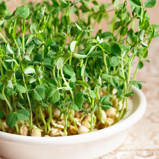 Lush, vibrant pea shoots freshly harvested, showcasing their delicate tendrils and rich green leaves.