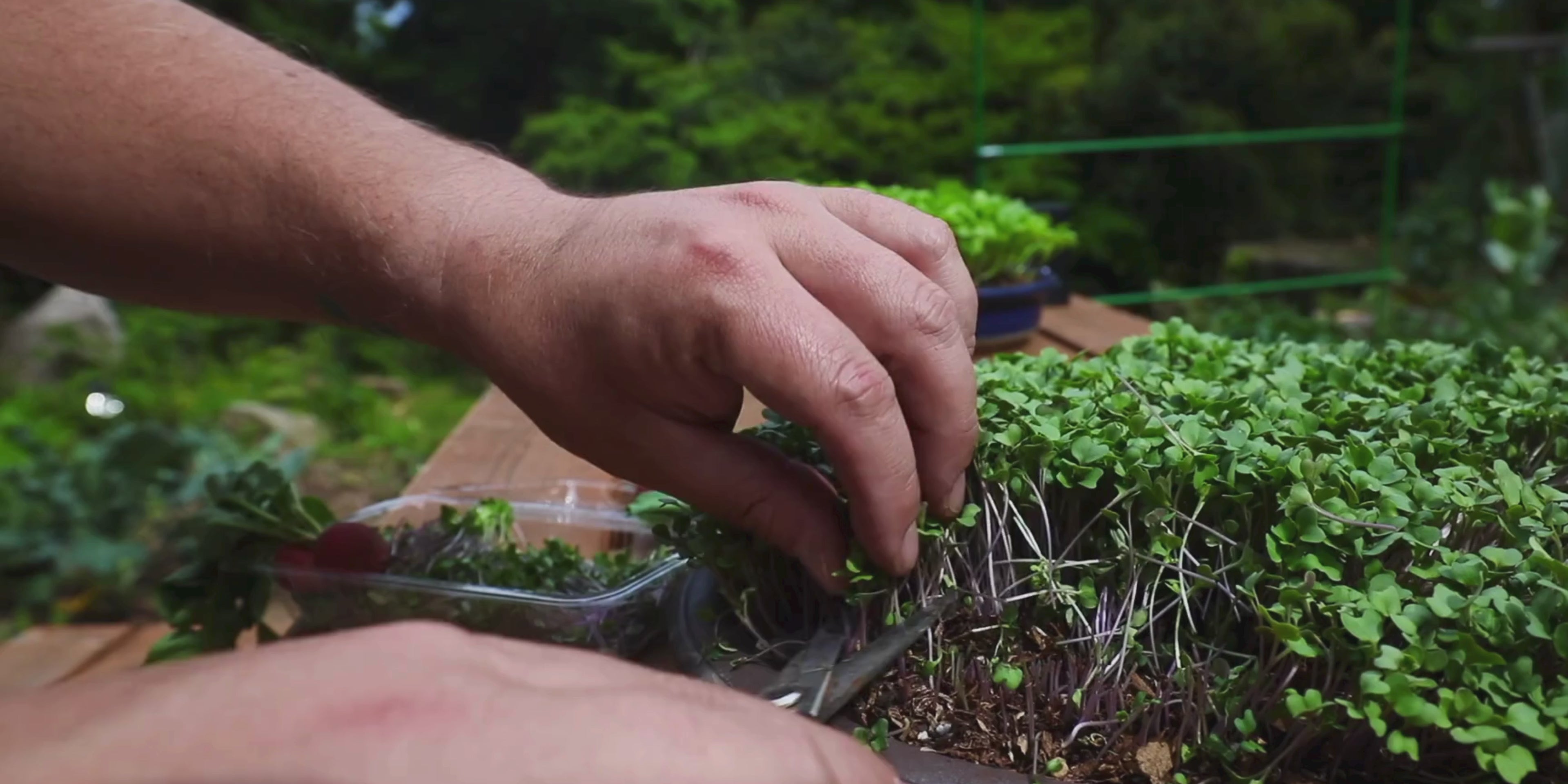 Load video: Close up cutting Broccoli Microgreens