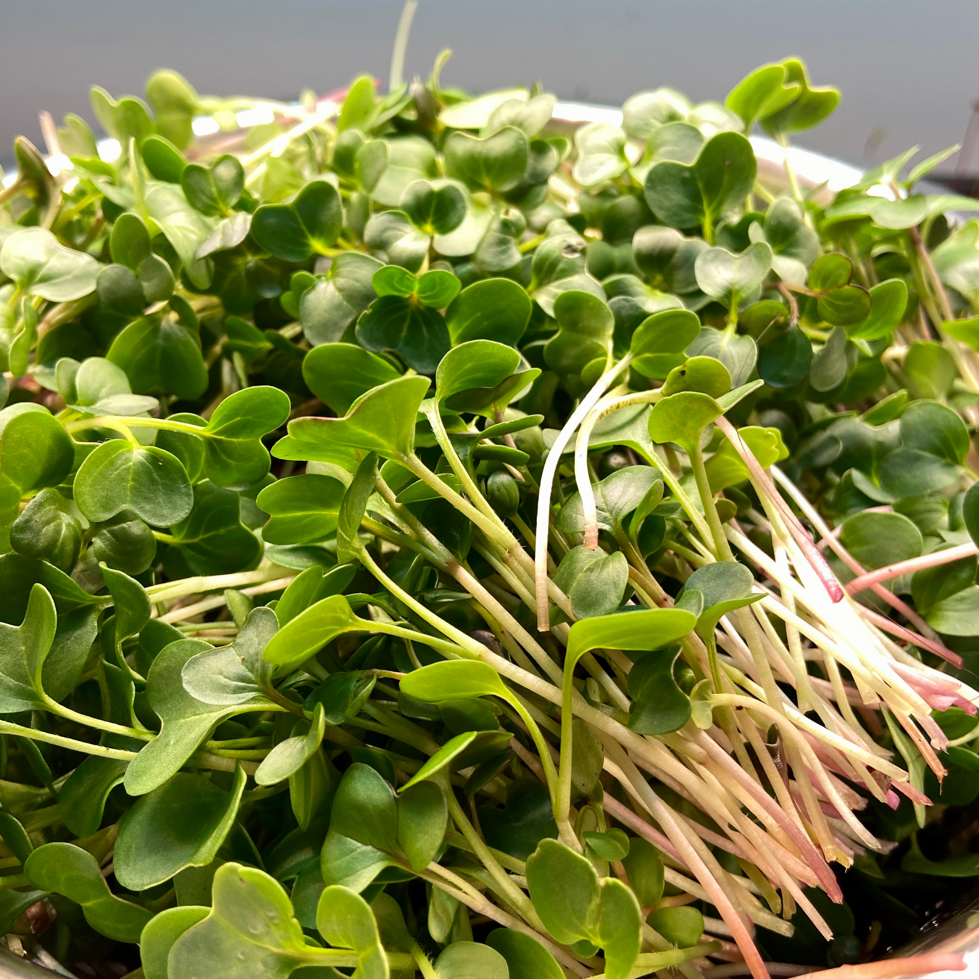 Vibrant radish microgreens with delicate red stems and green leaves.