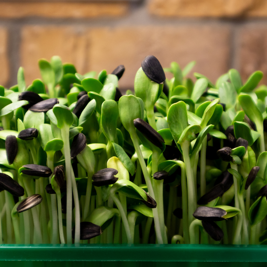 Lush sunflower shoots showcasing bright green leaves and sturdy stems.